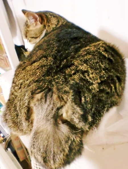ひじき
