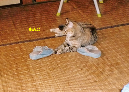 あんこ