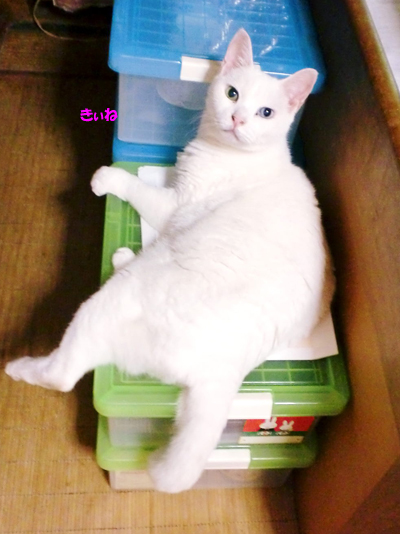 きぃね