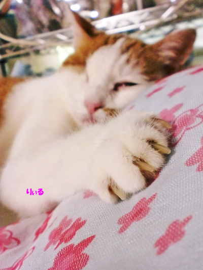 りぃる