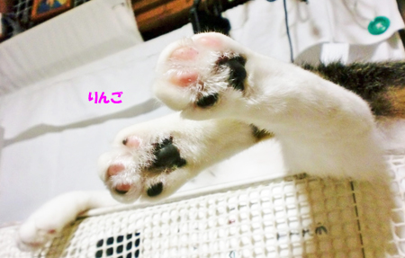 りんご