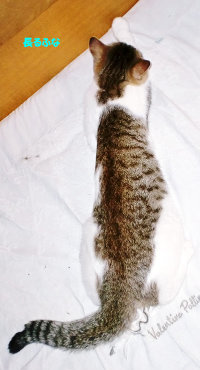 るふな