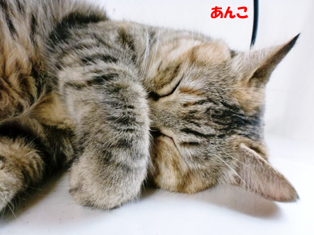 あんこ