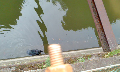 カラス