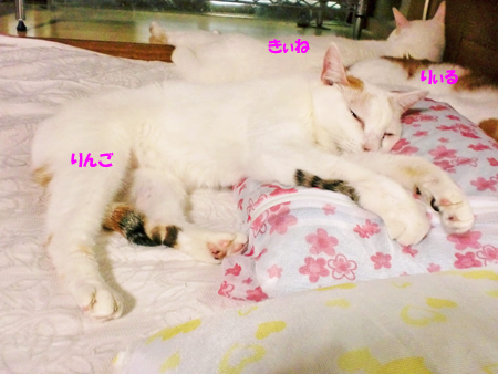 りんご