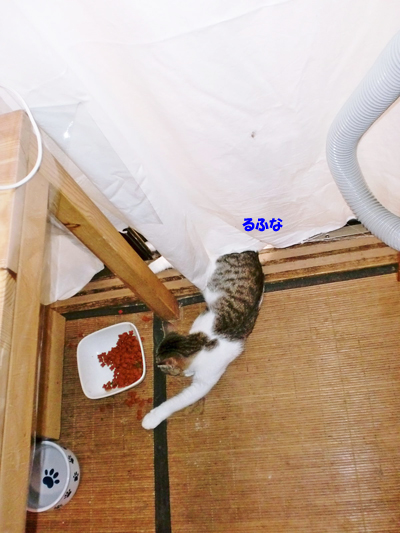 るふな