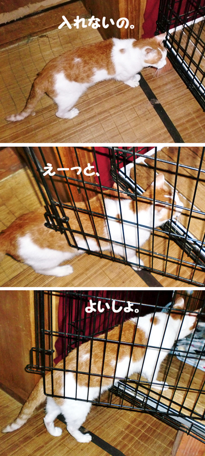 りぃる
