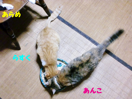 あんこ+らすく