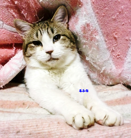 るふな