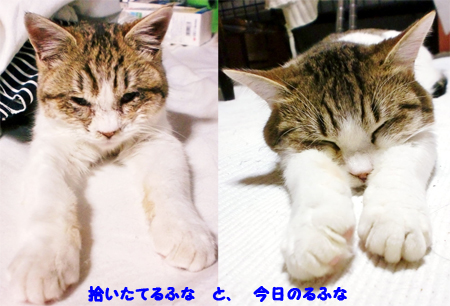 るふな