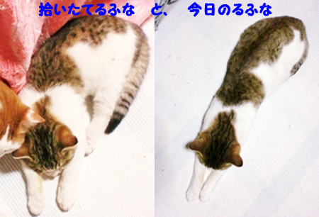 るふな