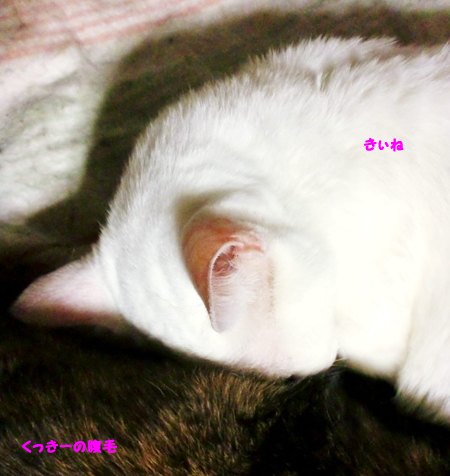きぃね