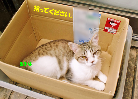 るふな