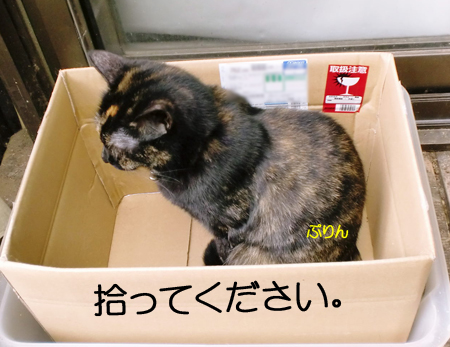 ぷりん