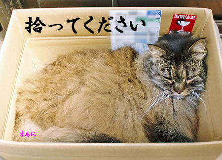 まぁに