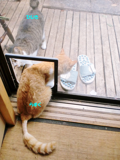 ひじき+らすく