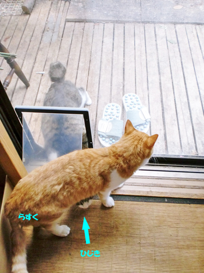 ひじき+らすく
