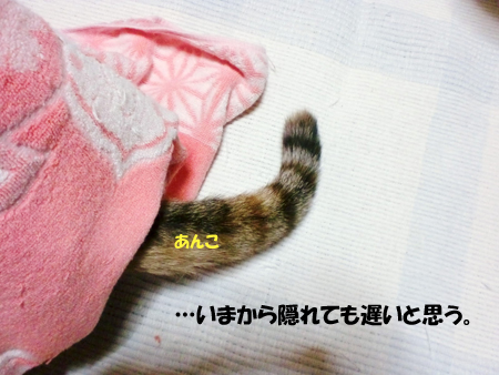 あんこ
