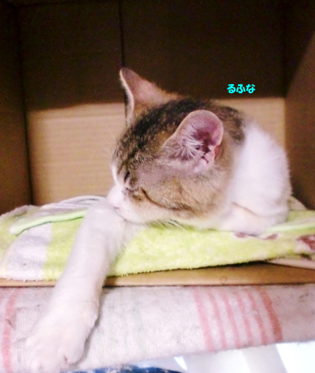 らすく