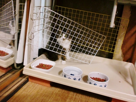 あらめ