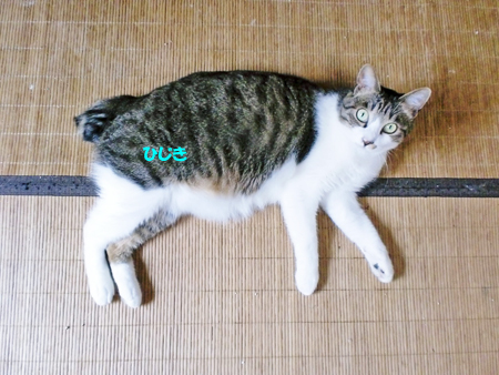ひじき