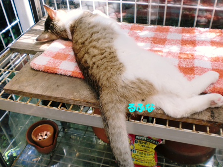 るふな
