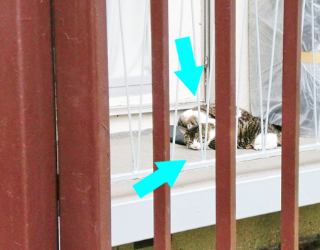 他所にゃんこさん。