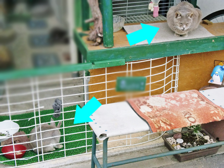 他所にゃんこさん。