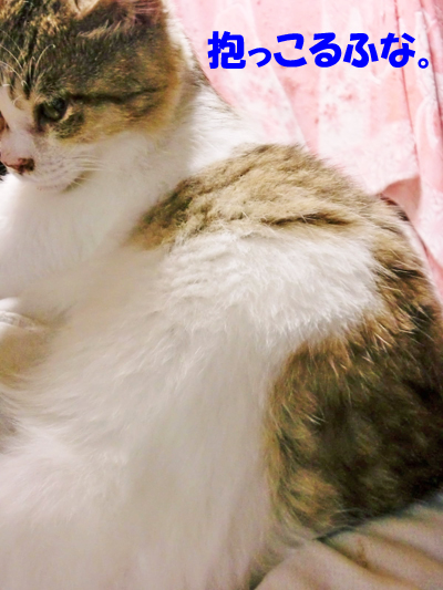 るふな