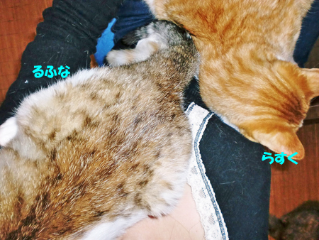 らすく+るふな