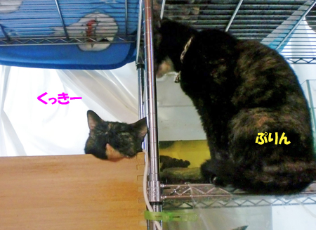 サビ姉妹