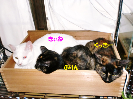 うじゃ