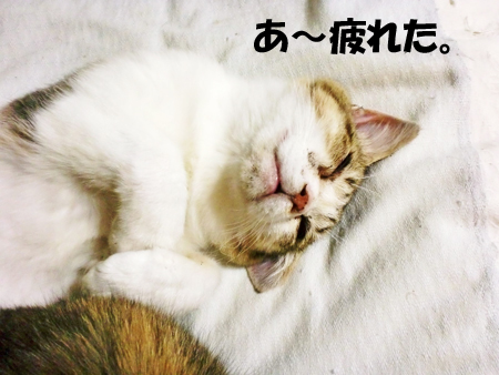 るふな