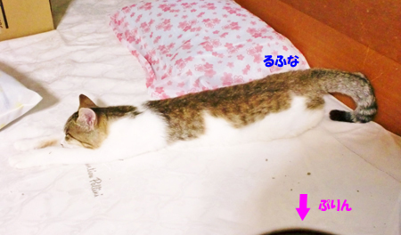 るふな