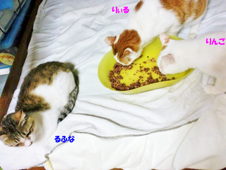 るふな