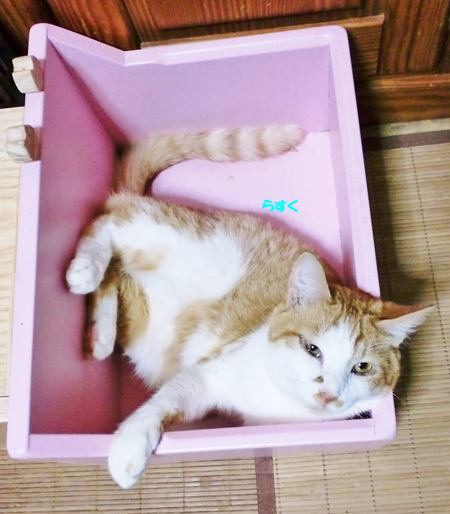 らすく