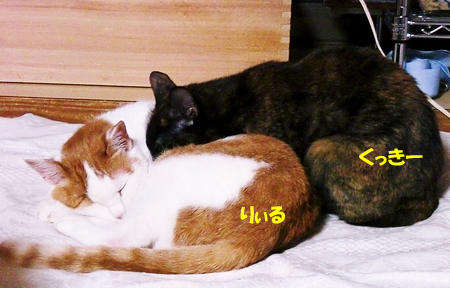 りぃる+くっきー