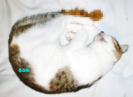 るふな