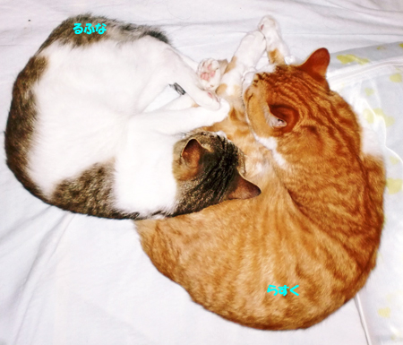 らすく+るふな
