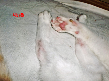 CIMG5706.jpg