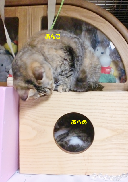 あんこ+あらめ