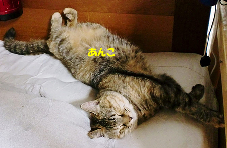 あんこ