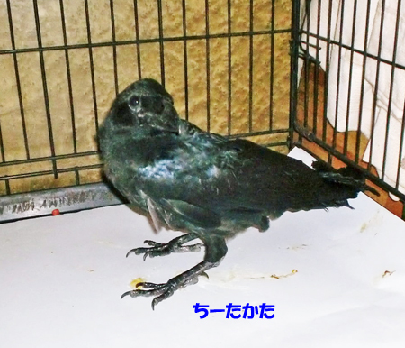 ちーたかた