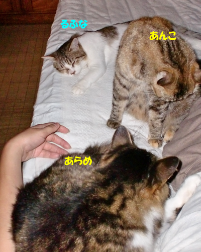 うじゃ