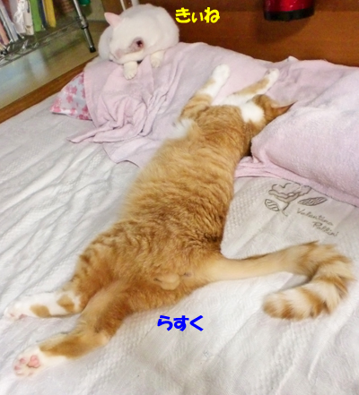 きぃね+らすく
