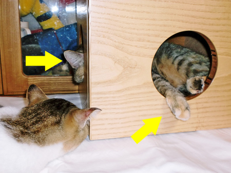 あんこ+るふな