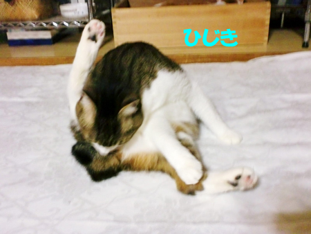 ひじき