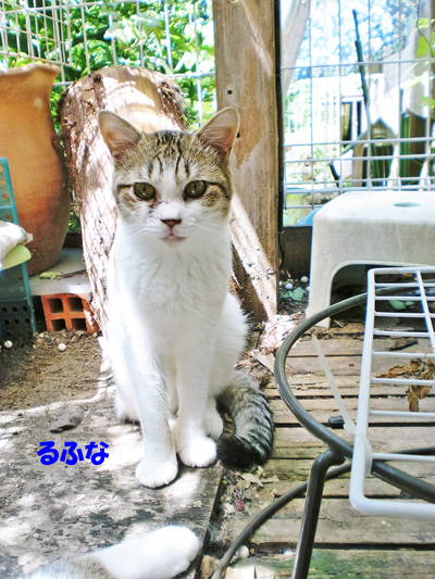 るふな