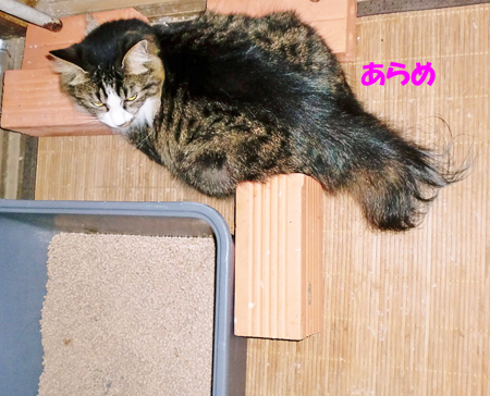 あらめ
