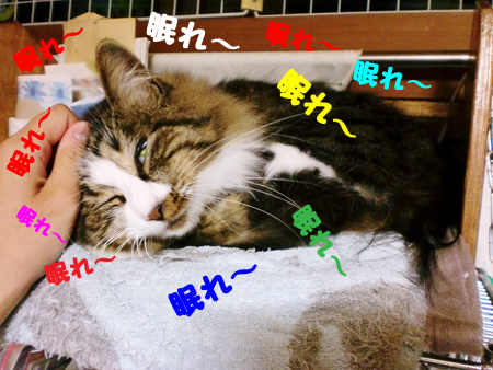 あらめ